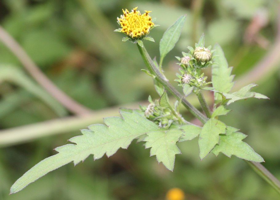 Череда волосистая карантинный сорняк