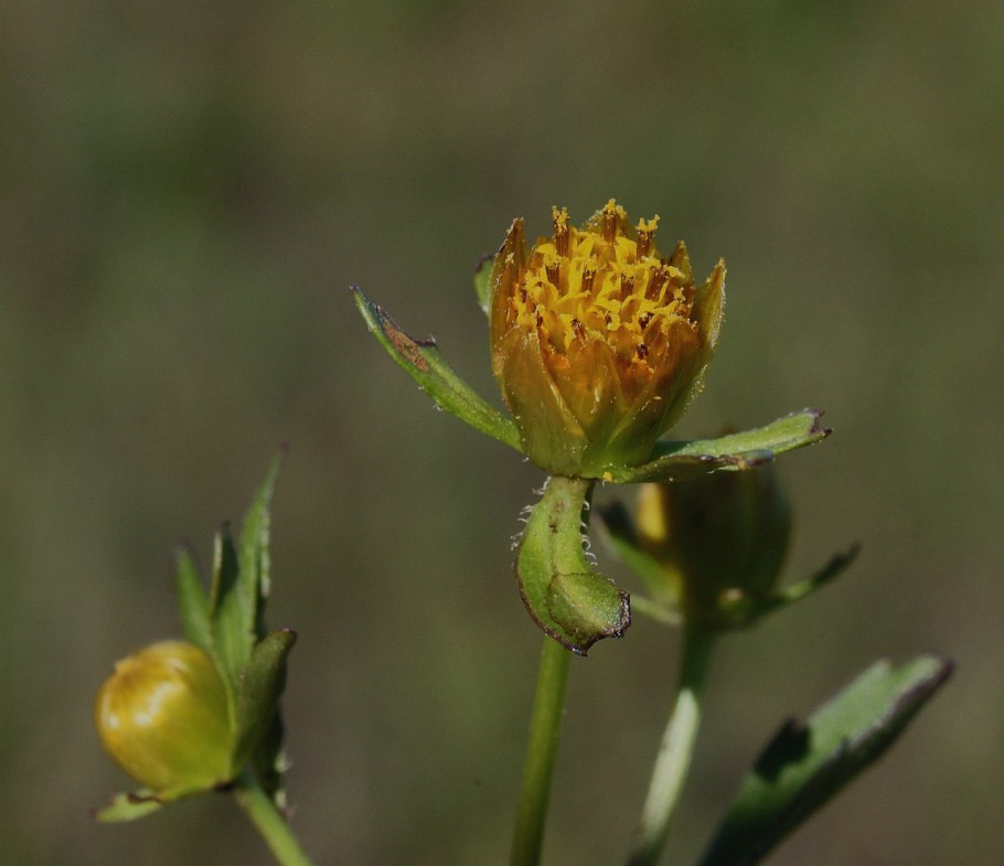Bidens pilosa растение