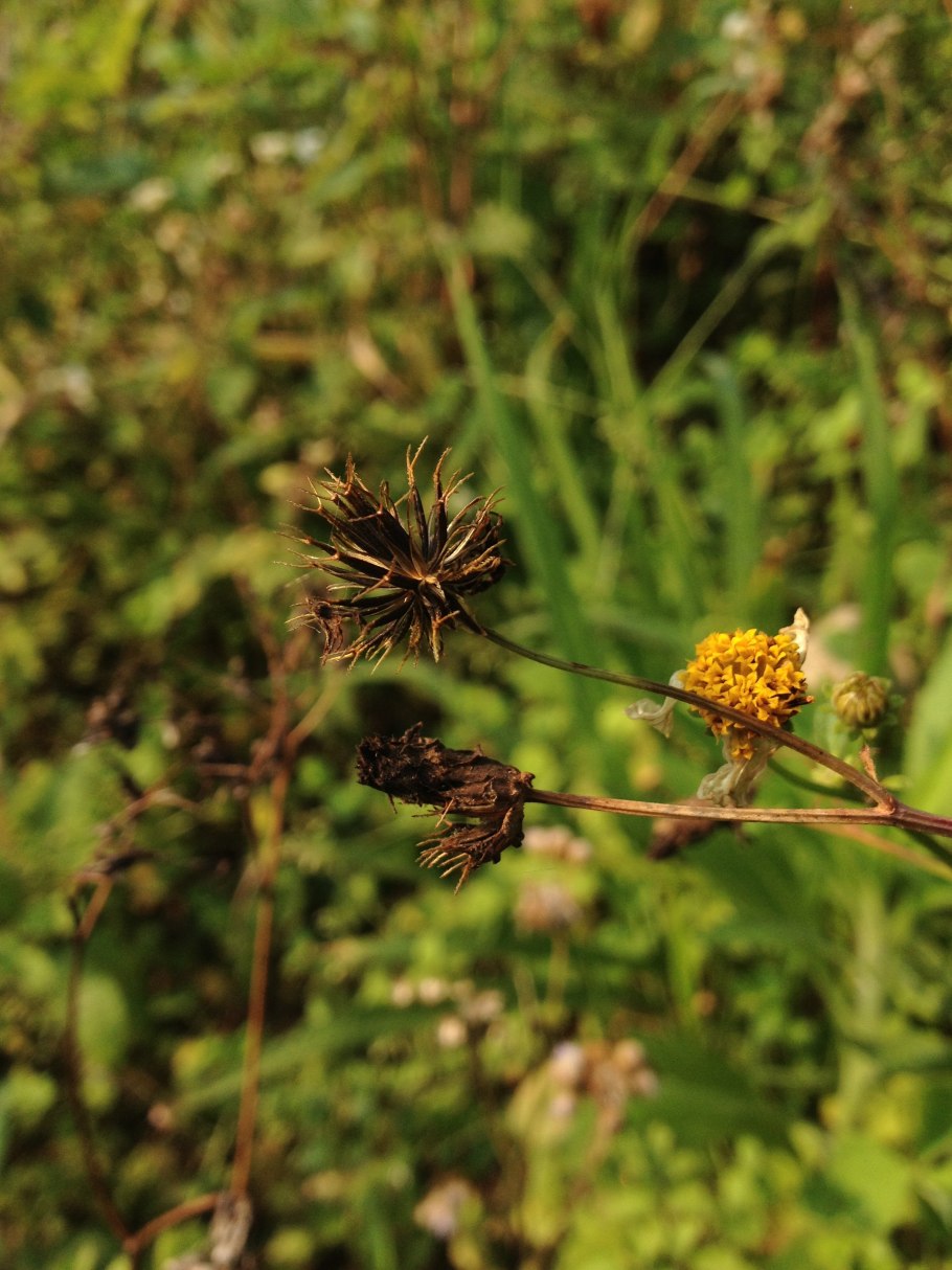 Череда в саду