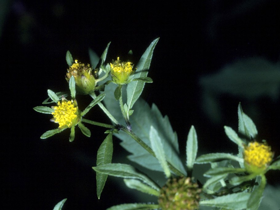 Череда трехраздельная сорняк