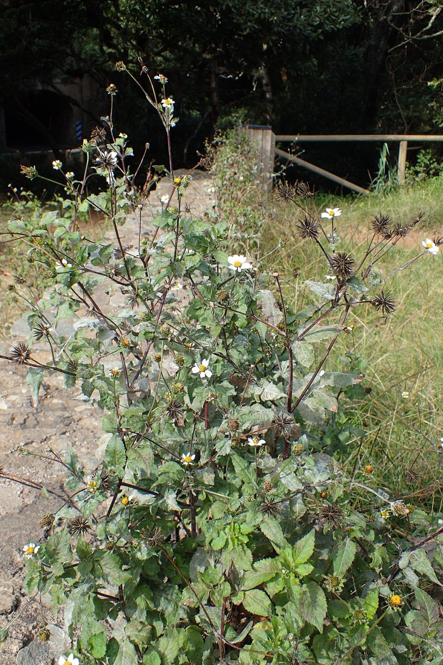 Череда волосиста