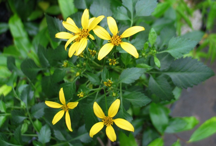 Череда волосистая вредоносность