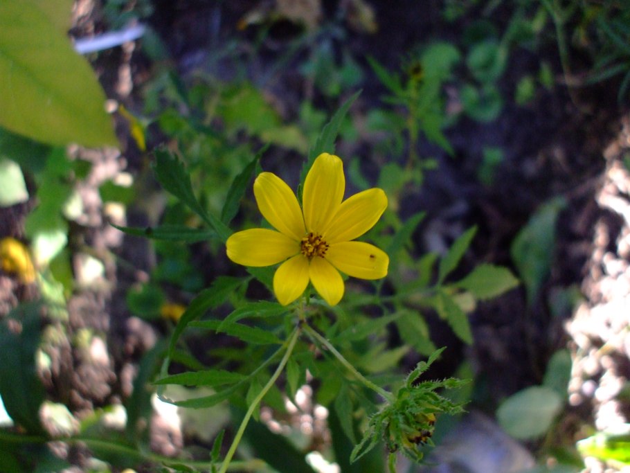 Череда трёхраздельная