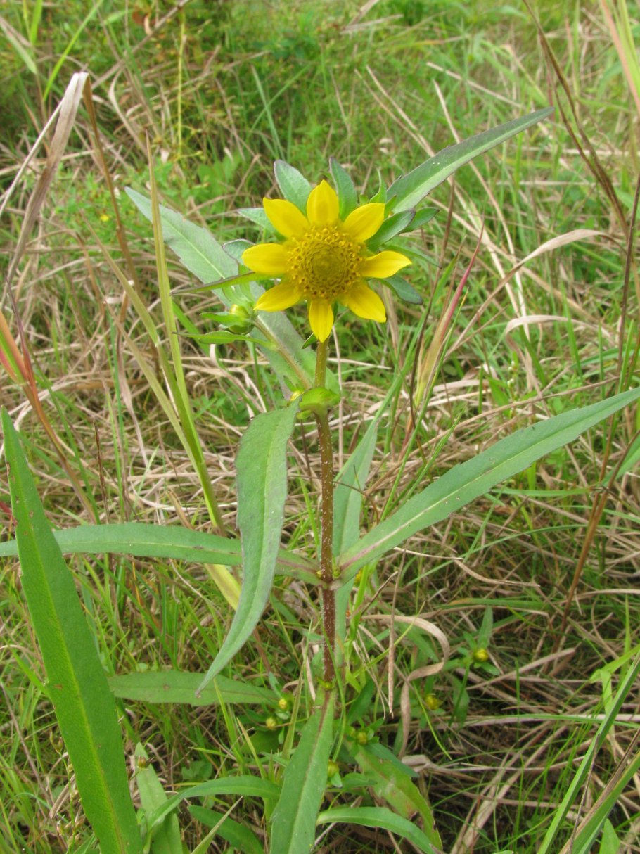 Bidens bipinnata