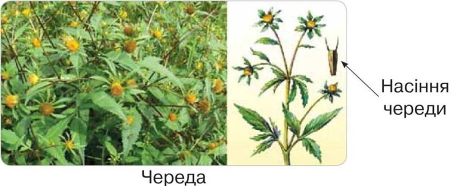 Череда трехраздельная трава