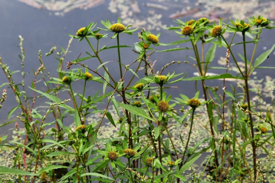 Череда трехраздельная