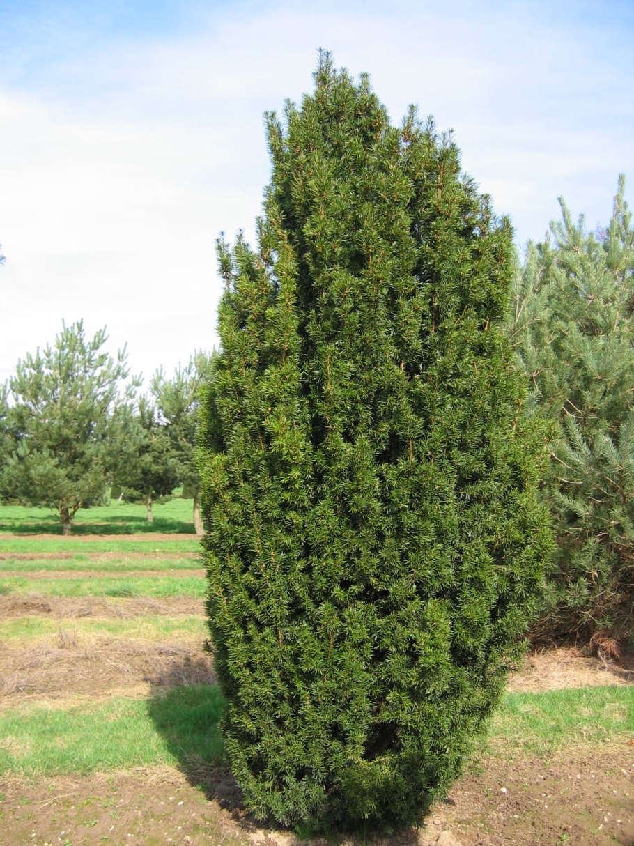 Тис ягодный "Taxus