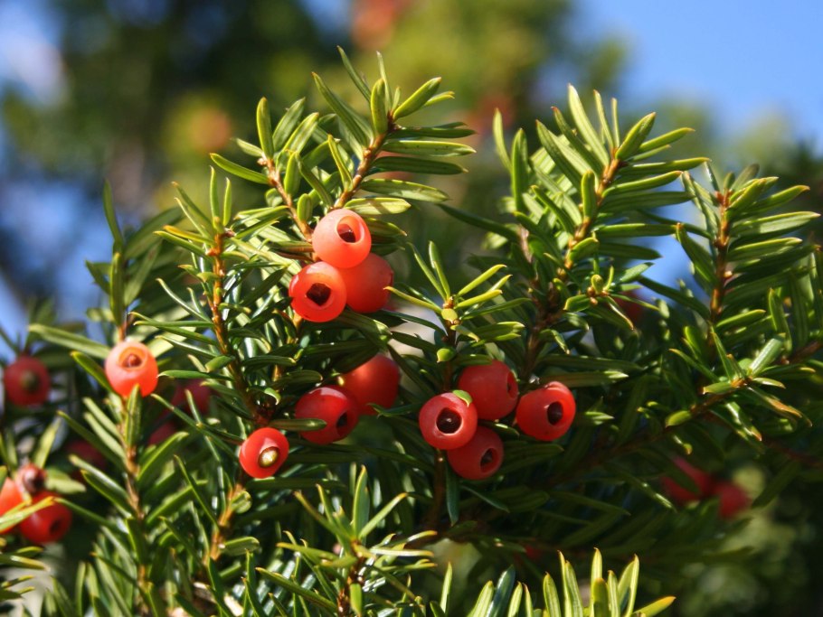 Тисс Taxus baccata