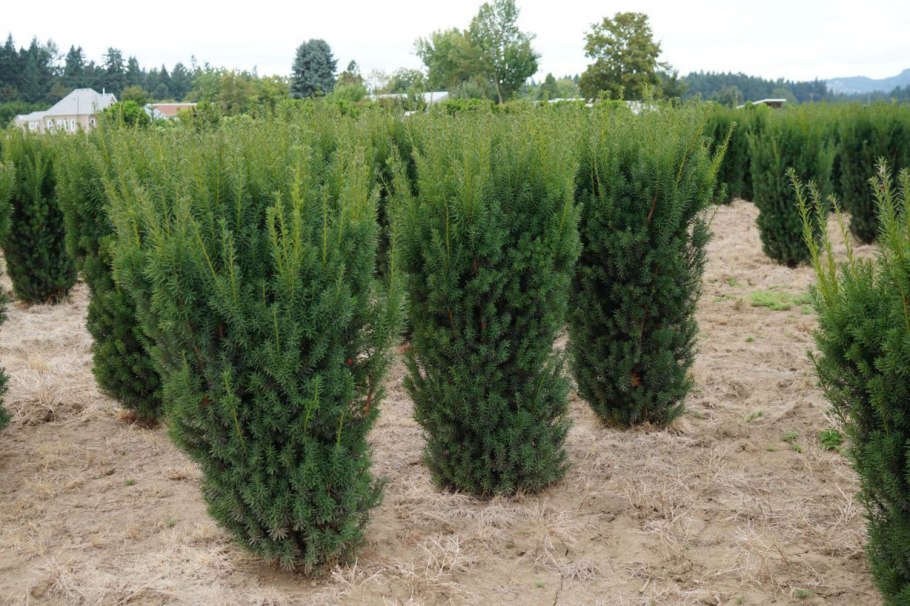 Тис ягодный Taxus baccata