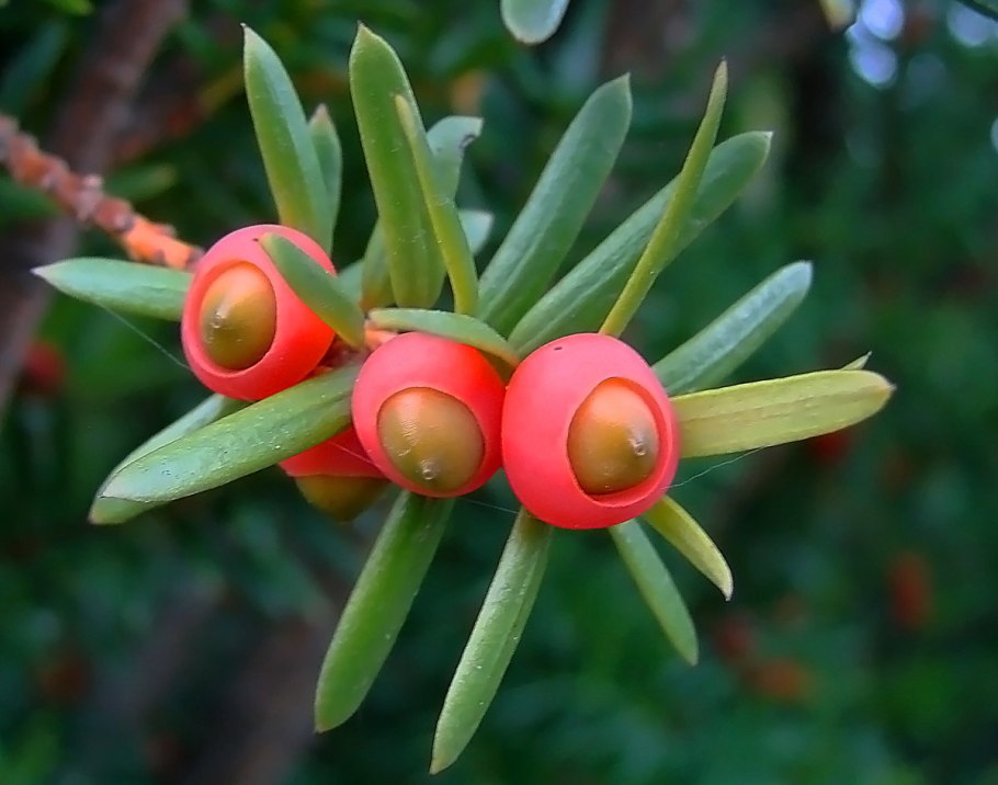 Тис ягодный Taxus baccata