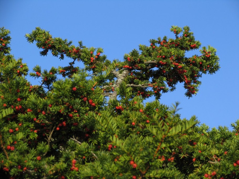 Тис ягодный Taxus baccata