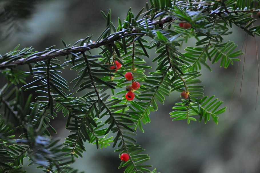 Тис остроконечный taxus cuspidata