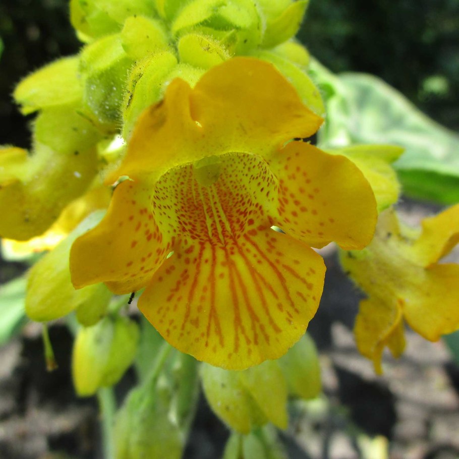 Семена Мартиния Единорог