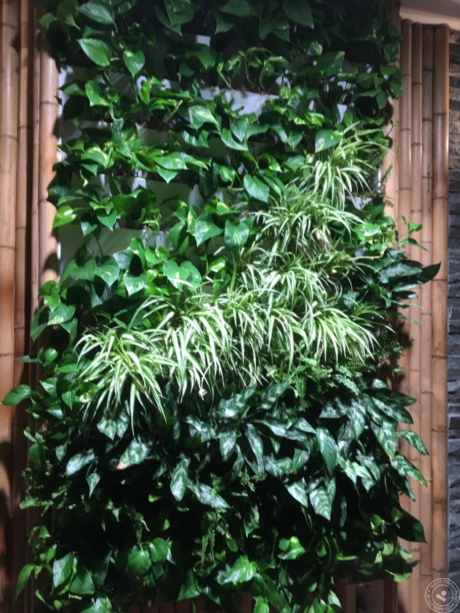 Proboscidea fragrans