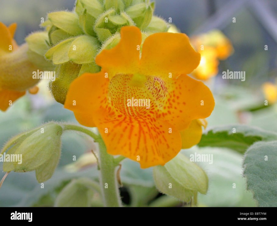 Лютея фото с бледно -желтыми плодами