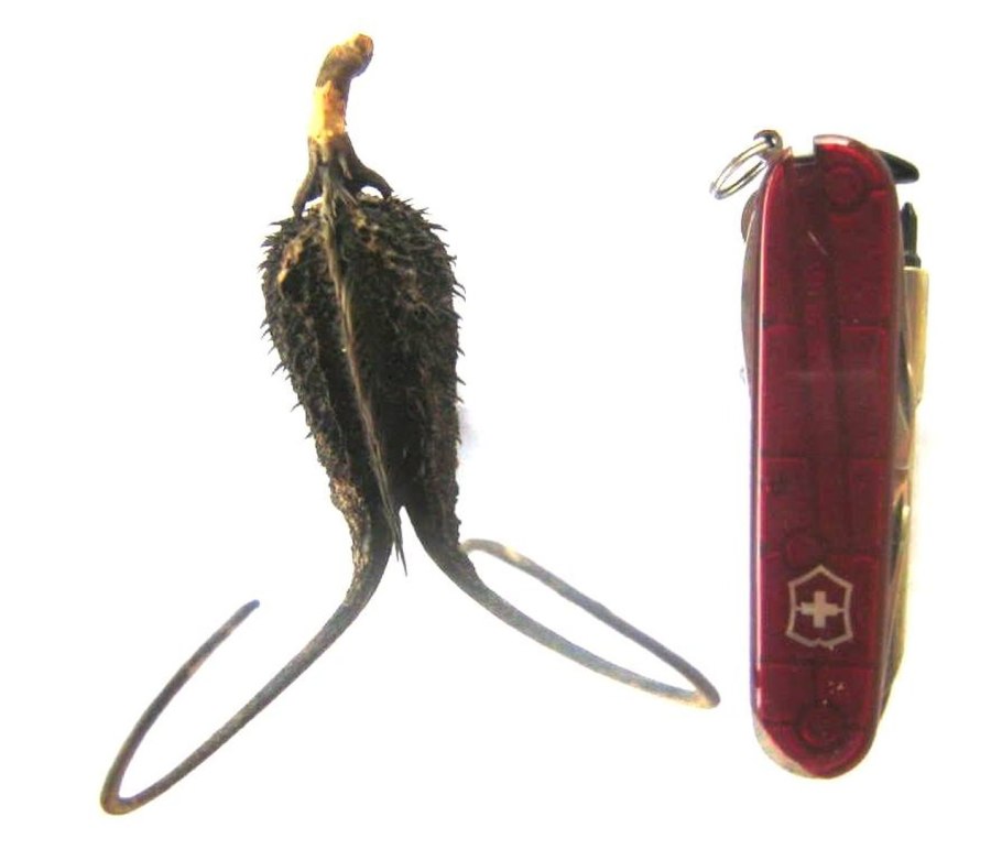 Ибицелла желтая Ibicella