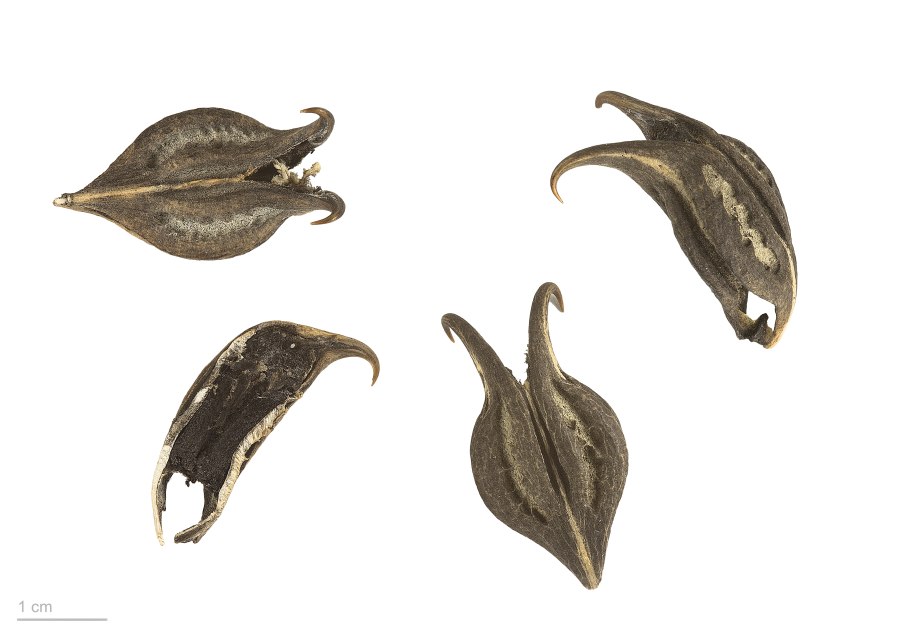 Семена похожие на коготь дьявола