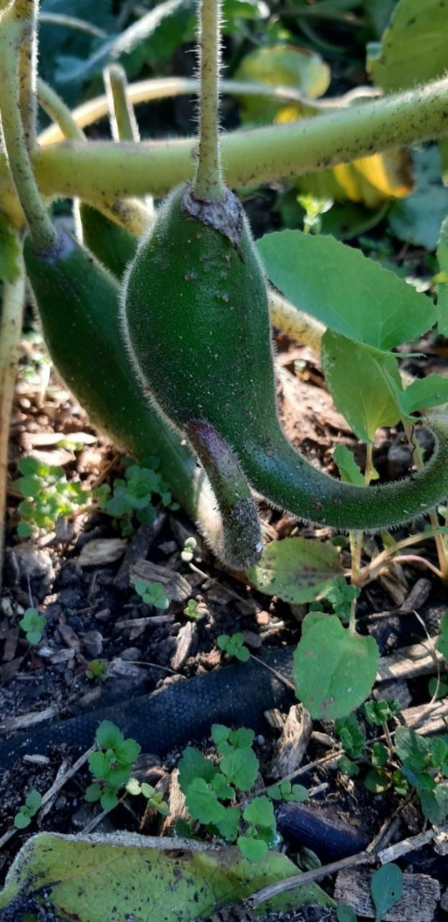 Гипсофила метельчатая (Gypsophila paniculata)