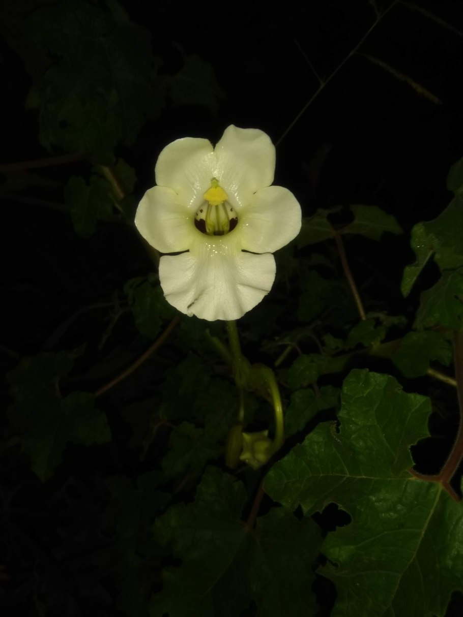 Proboscidea althaeifolia