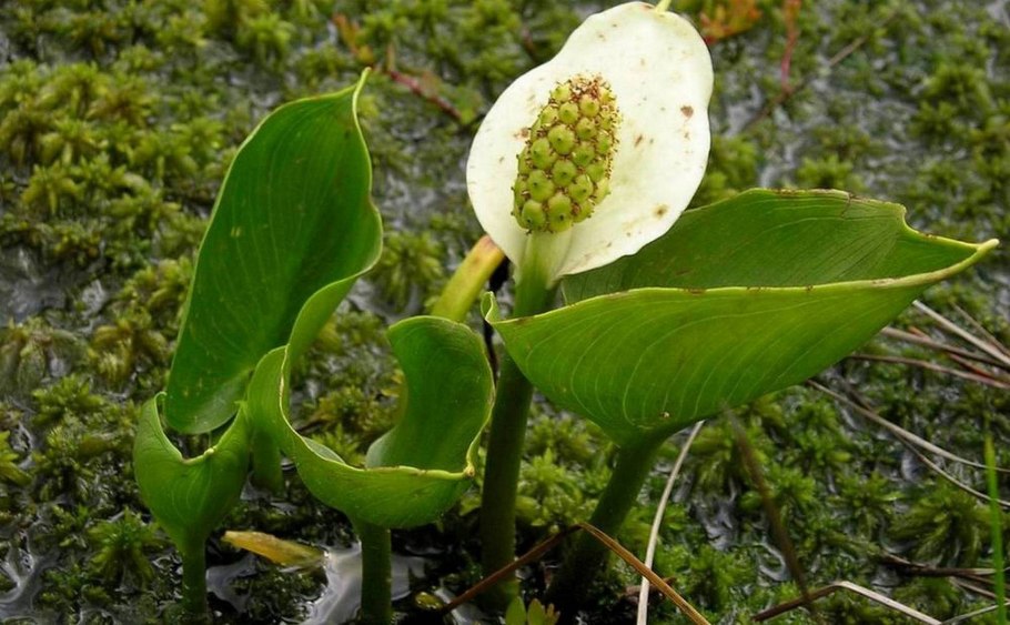 Белокрыльник (Калла)