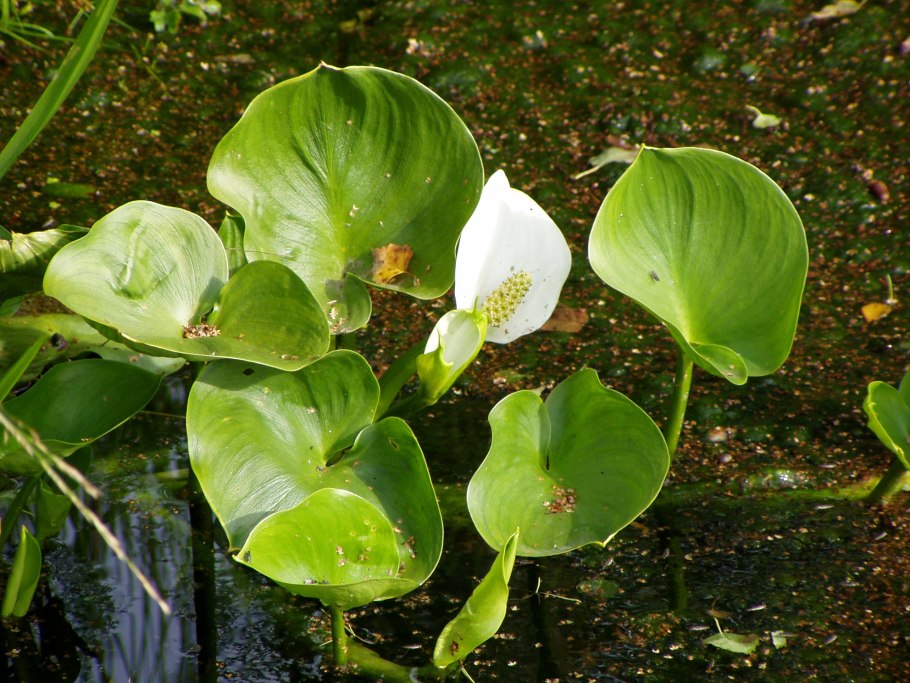 Белокрыльник болотный Calla palustris Калла Болотная