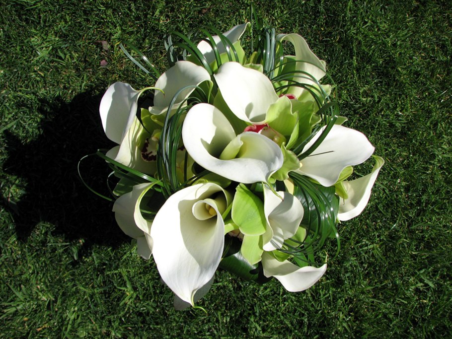 Белокрыльник Calla palustris