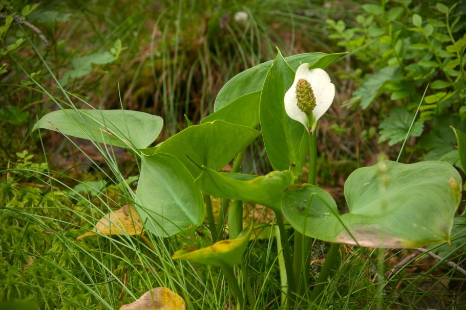 Белокрыльник боло́тный