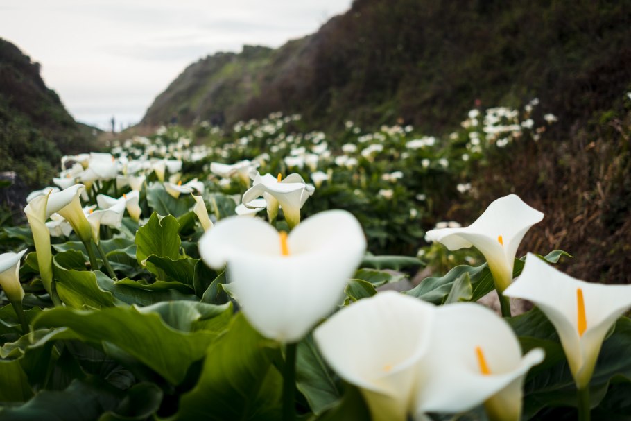 Белокрыльник соцветие