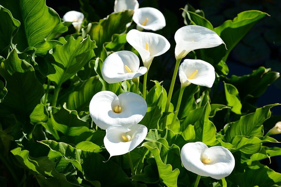 Калла эфиопская зантедеския