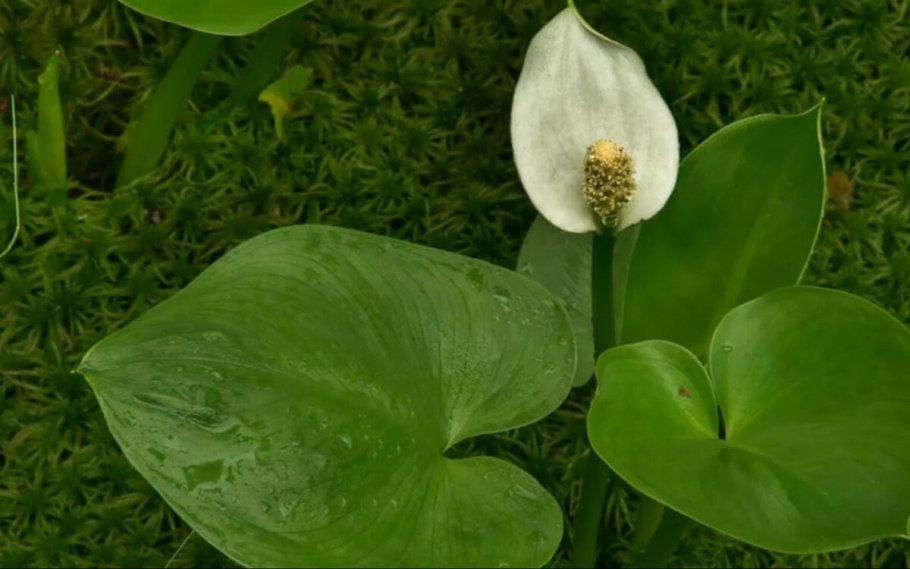 Калла белокрыльник болотный