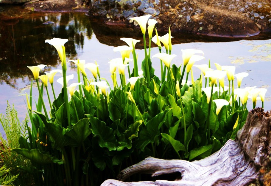 Белокрыльник болотный – Calla palustris l.