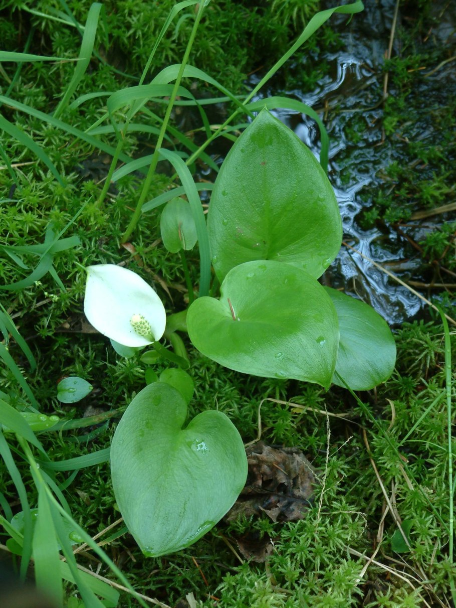 Белокрыльник болотный calla palustris калла болотная