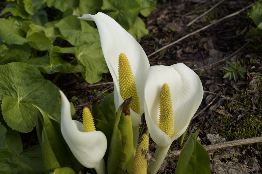 Белокрыльник болотный (кала)