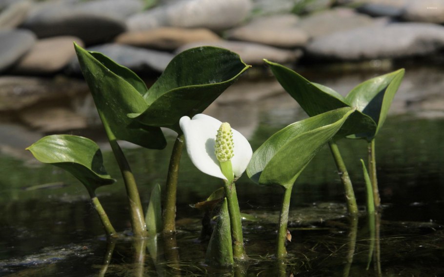 Калла болотная белокрыльник