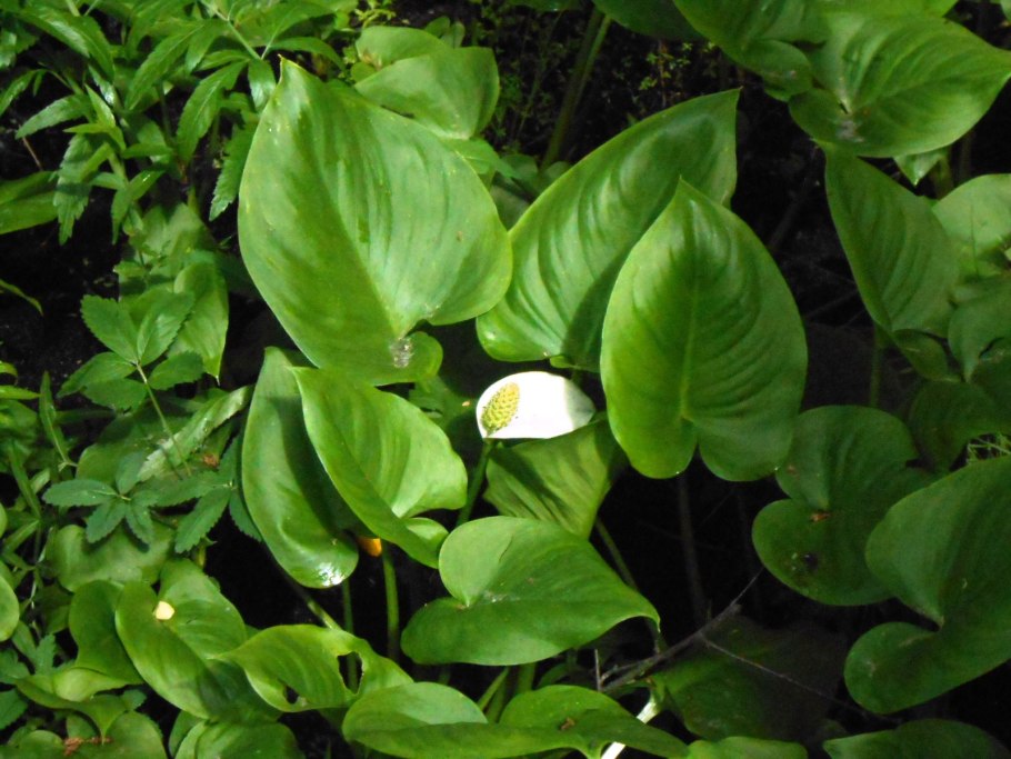 Растение белокрыльник болотный