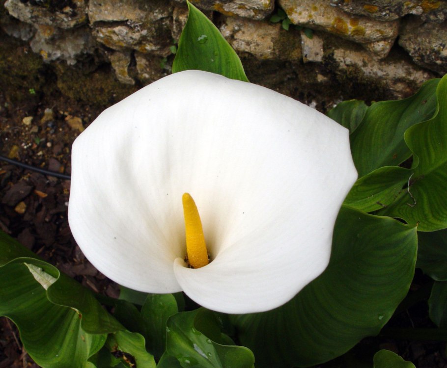 Калла Болотная