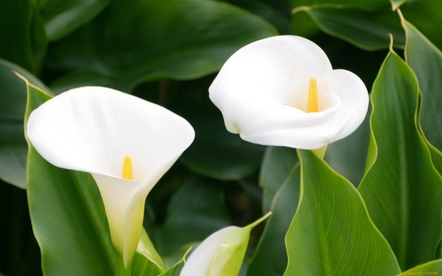 Zantedeschia aethiopica