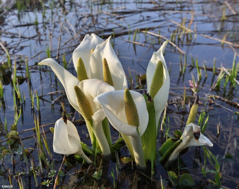 Белокрыльник болотный э