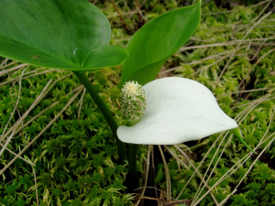 Калла белокрыльник болотный
