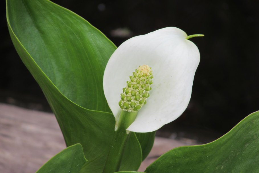 Белокрыльник спатифиллум