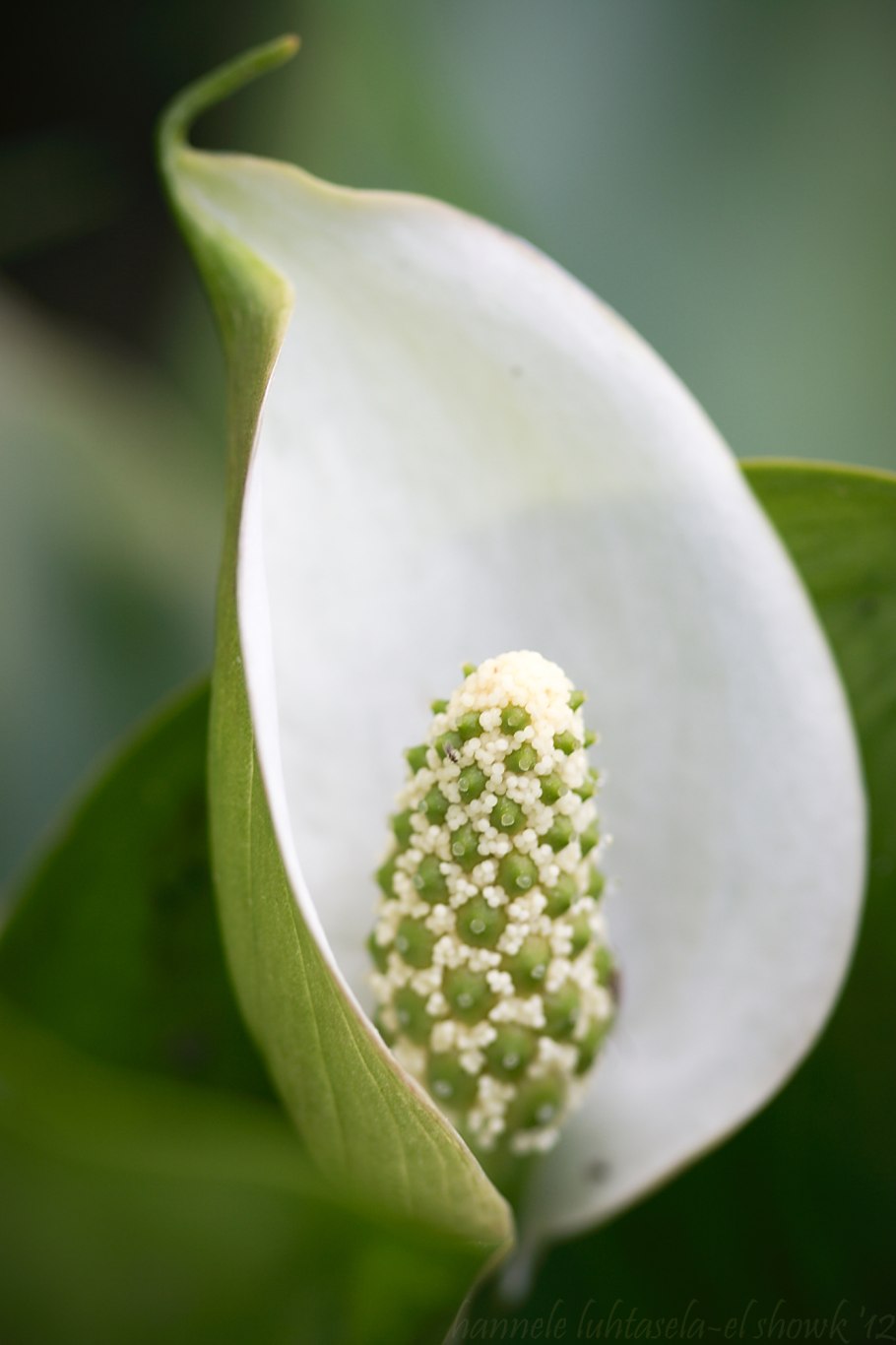 Белокрыльник болотный ядовитый