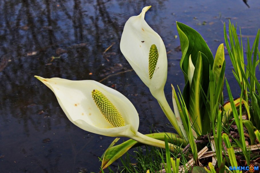 Белокрыльник боло́тный