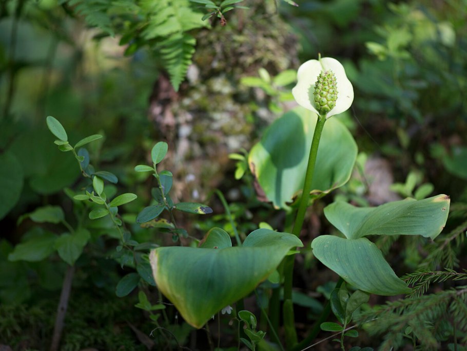 Белокрыльник болотный ягода