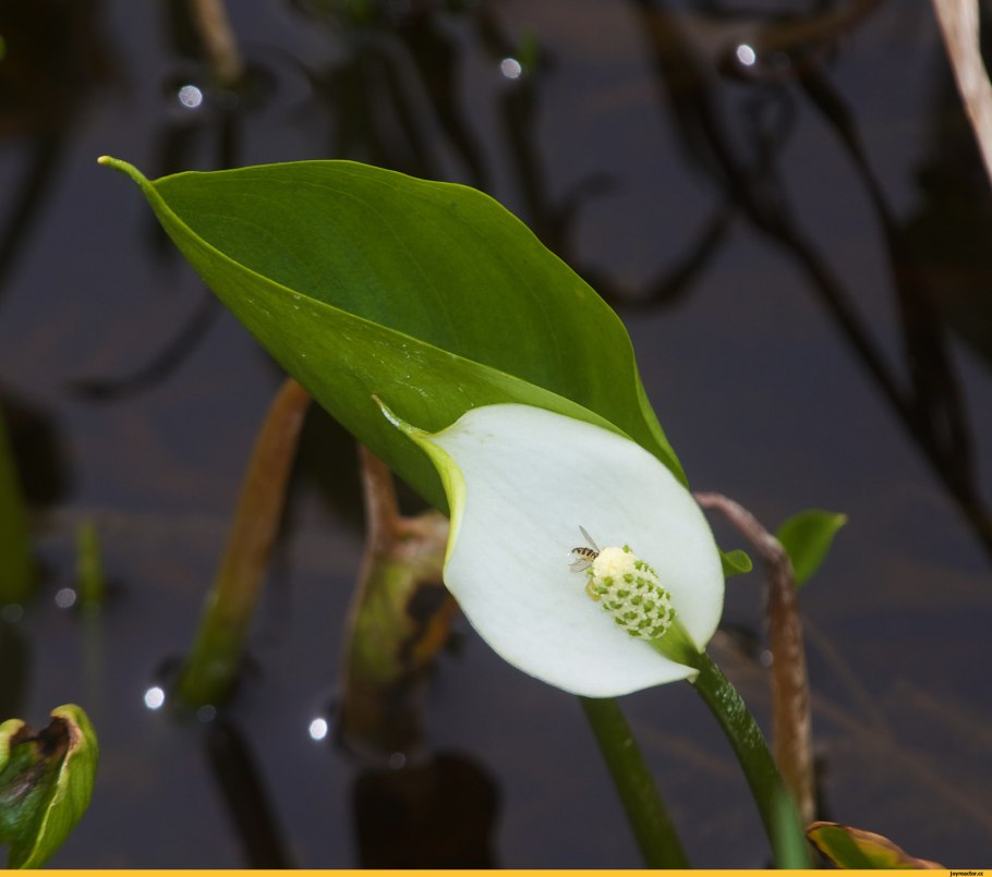 Белокрыльник (Калла)