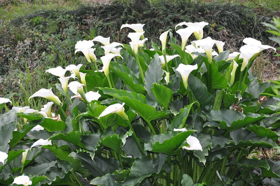 Калла белокрыльник болотный