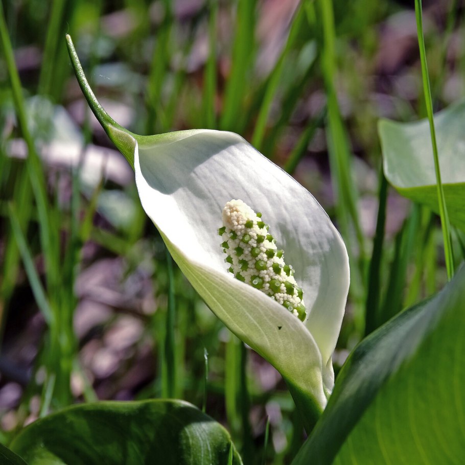 Белокрыльник болотный ягода