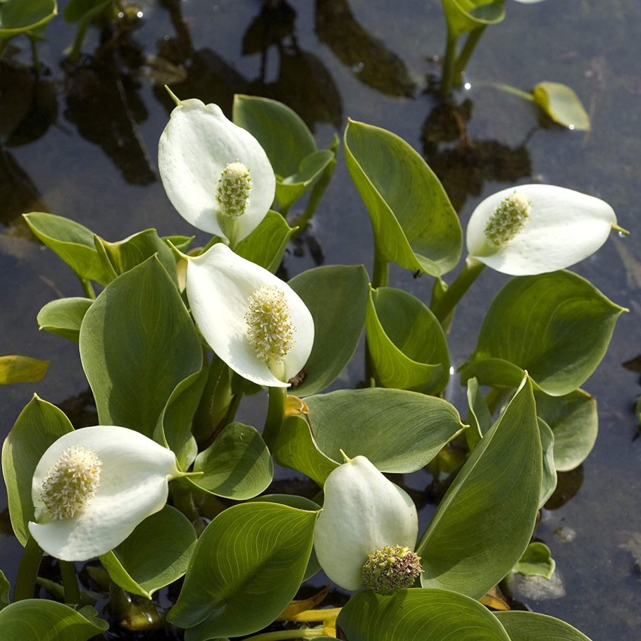 Белокрыльник болотный calla palustris калла болотная