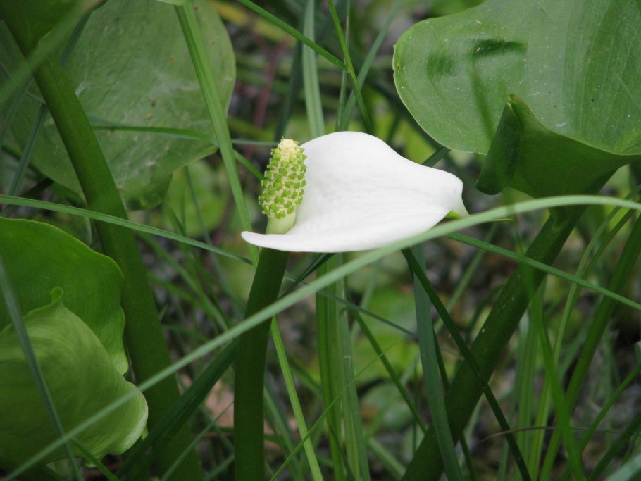 Белокрыльник боло́тный