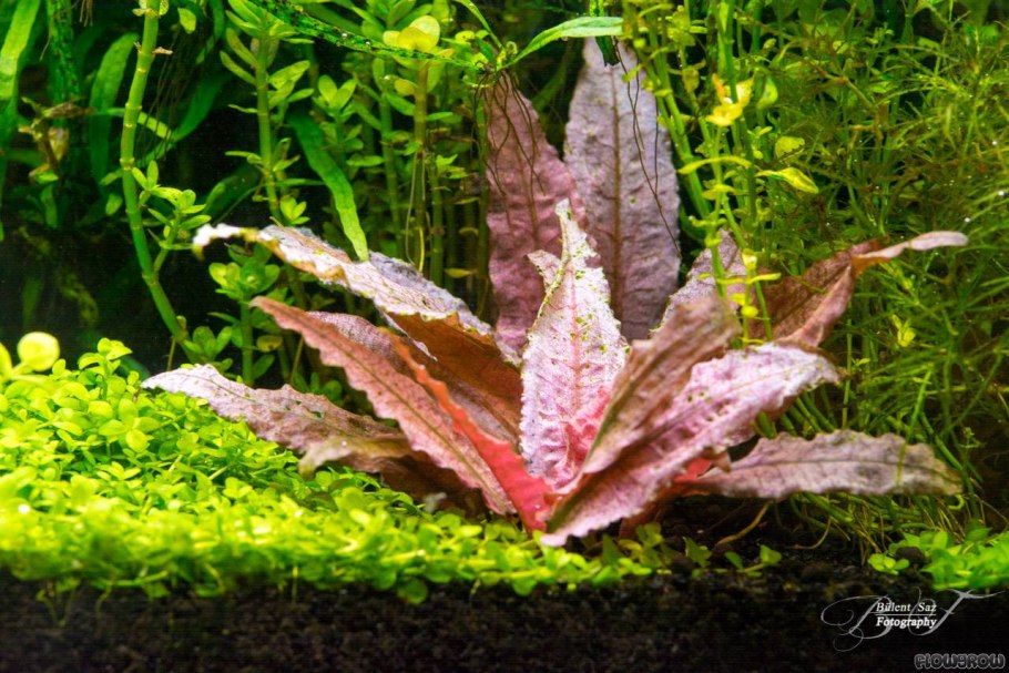 Вендта (Cryptocoryne wendtii