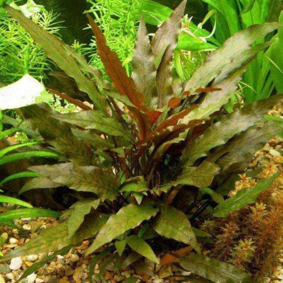 Криптокорина Вендта (Cryptocoryne wendtii)